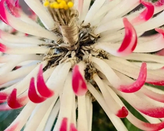 $150 	"
#27 Jade Plant with white & pink flowers 26""T"		