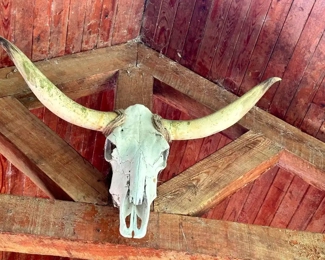Steer skull