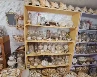 Seashells (over 10,000 Seashells)