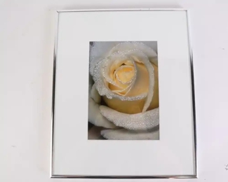 Lot 6022 Framed Rose Photograph
