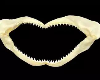 Beautiful Sharks Jaw Fossil
