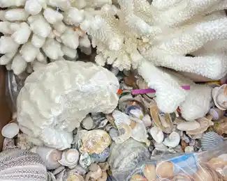 Original LARGE Coral lot and Assorted Sea Shell

