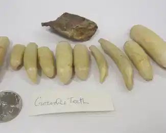 CROCODILE TEETH 
