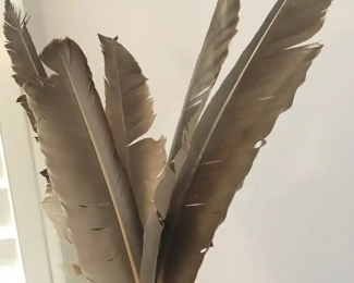 feathers