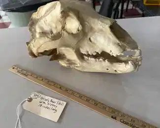 genuine kodak grizzly bear skull with history attached