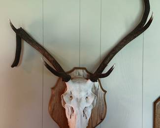 Some beautiful taxidermy and mounts! 