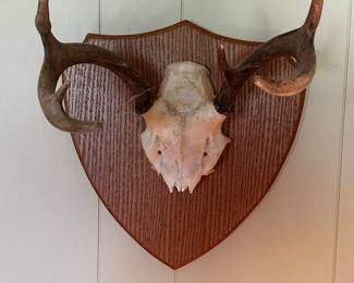 Some beautiful taxidermy and mounts! 