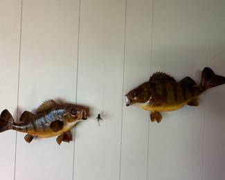 Some beautiful taxidermy and mounts! 