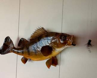 Some beautiful taxidermy and mounts! 