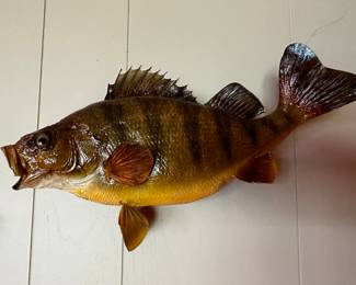 Some beautiful taxidermy and mounts! 