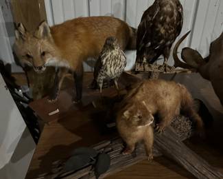 Some lovely vintage Taxidermy! 