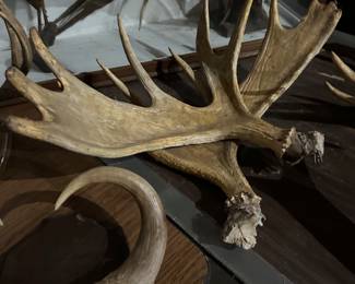 Some lovely vintage Taxidermy and mounts!