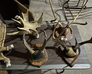 Some lovely vintage Taxidermy and mounts! 