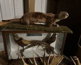 Some lovely vintage Taxidermy and mounts!