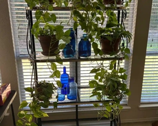 Baker’s rack & many very healthy pothos plants 