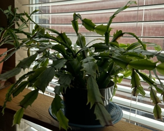Christmas cactus