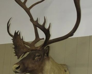 Large Mounted Caribou Head