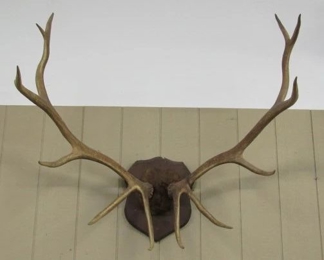 Large Antlers