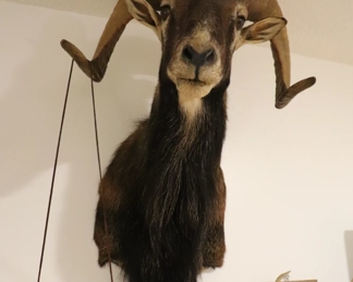 Sheep Mounted Trophy TAXIDERMY