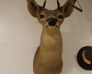 Deer Taxidemy