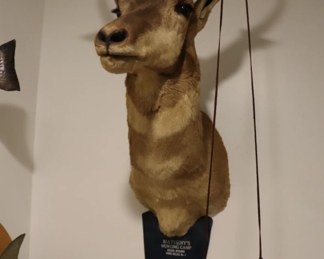 Deer Taxidermy