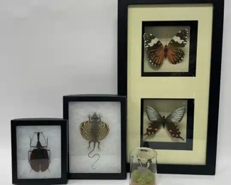 Vintage Entomological Display Collectibles