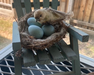 Darling bird nest...If you like birds, this home has lots of birdie love!
