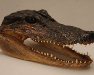 ALAGATOR HEAD