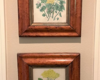 Antique framed botanicals