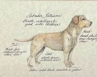 "Labrador Retriever"
