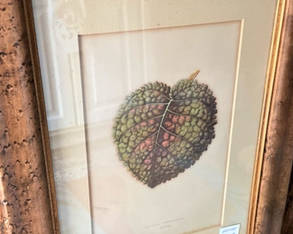 Framed leaf - Gesnera Cinnabarina, velvety-leaved plants valued by the Victorian horticulturalists.