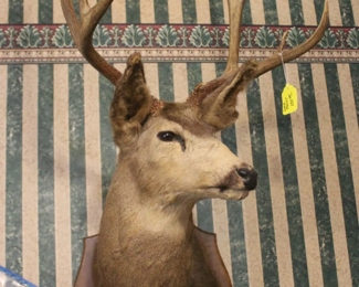 DEER MOUNT