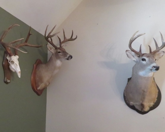 Deer mounts