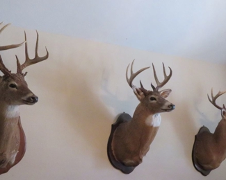 And more deer mounts