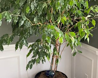 Large ficus tree