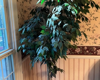 silk ficus tree