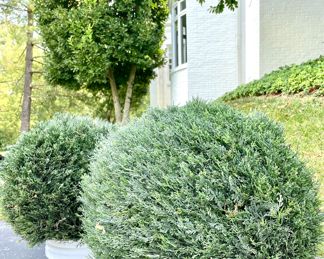 $200/each - Faux Cypress! (2 available) - 24 in; $150/each - Faux Cypress (2 available)- 20 in