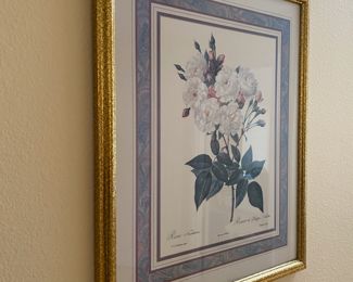  Framed & Matted PJ Redoute "Rosa Noisettiana" Print