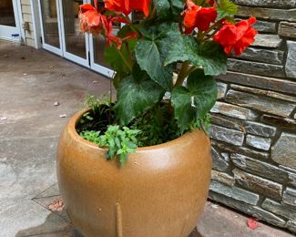 Red Double Begonias in Brown Pottery Planter