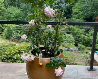 Pink Rose Bush in Brown Pottery Planter