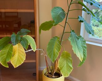 Ficus Umbellata Tree