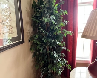 139. Faux Ficus in Basket (7'h)