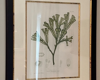 88. Pair of Framed Coral Prints by Henry Bradbury (25" x 31")