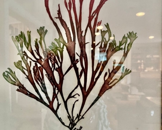 88. Pair of Framed Coral Prints by Henry Bradbury (25" x 31")