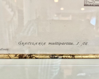 88. Pair of Framed Coral Prints by Henry Bradbury (25" x 31")