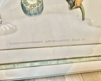 93. Set of 3 Framed Botanical Prints (28" x 35")