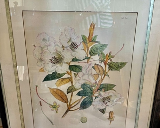 93. Set of 3 Framed Botanical Prints (28" x 35")