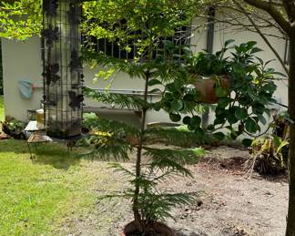 The hanging plant is sold.