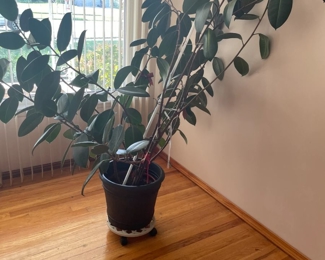 . . . a mature live plant