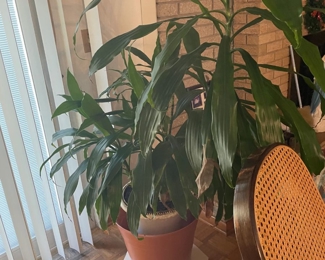 . . . live peace lily?